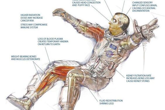 The Effects of Long-Term Space Travel on the Human Body