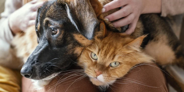 National Cat & Dog Gut Health Awareness Day: Caring for Your Furry Friends from the Inside Out